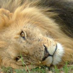 LION KENYA